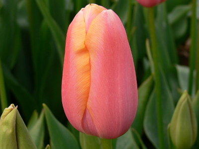 Menton Tulip
